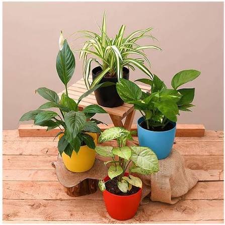 Plants